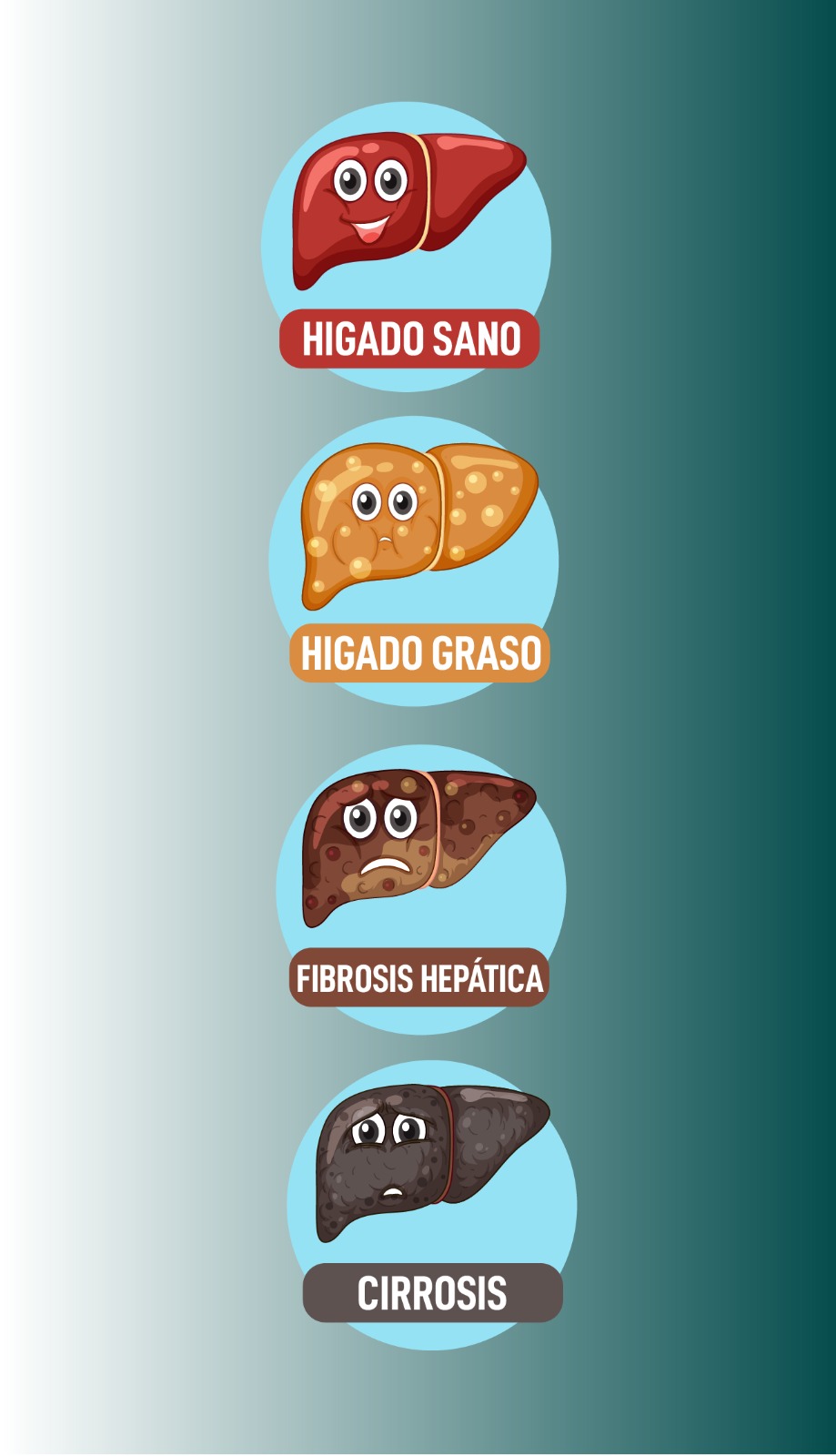 higado graso